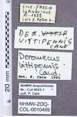 Etikette zu Deromecus vittipennis (NHMW-ZOO-COL-0010469)